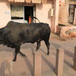 In Indien ist die Kuh heilig