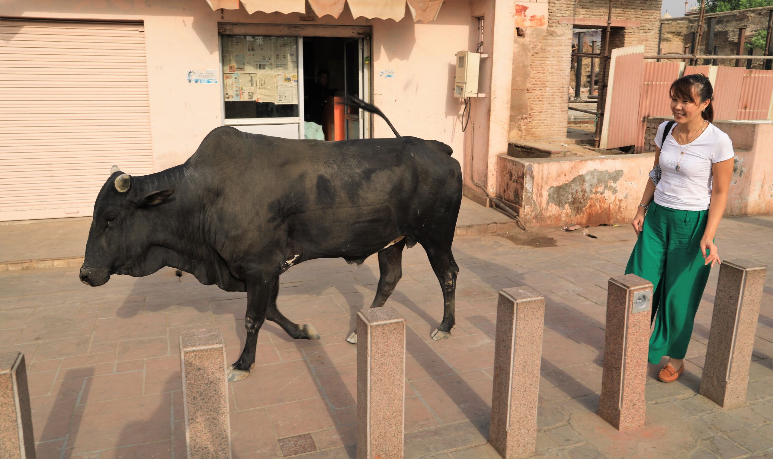 In Indien ist die Kuh heilig